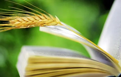 Wheat spike on open book Stock Photos