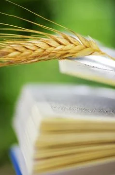 Wheat spike on open book Stock Photos