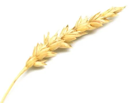 Wheat spike Stock Photos