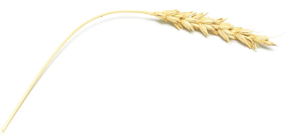 Wheat spike Stock Photos