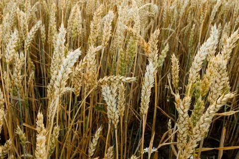 Wheat spike Stock Photos