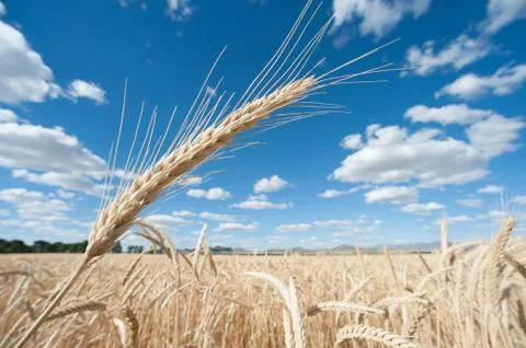 Wheat spike Stock Photos