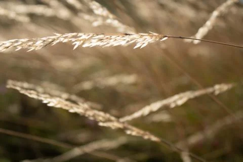 Wheat spike with rays of light at dusk Stock Photos