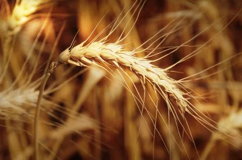 Wheat spike in the rays of light Stock Photos