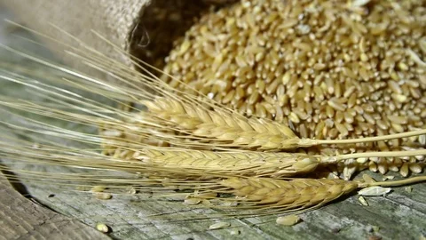 Wheat spike on wooden table Stock Footage 74249932
