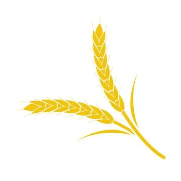 Wheat spike yellow on a white background Stock Illustration