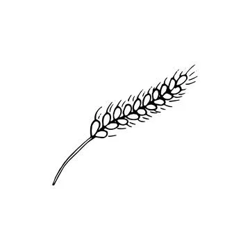 Wheat spikelet hand drawn Stock Illustration