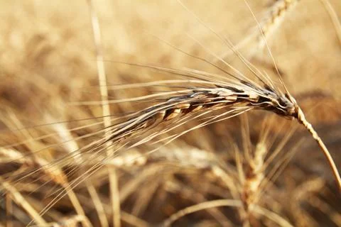 Wheat spikelet Stock Photos