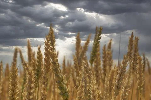 Wheat spikelets and dramatic cloudy sky. Stock Photos