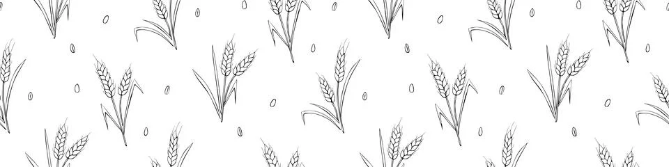 Wheat spikelets and grains, vector seamless pattern. Outline drawn in sketch  Stock Illustration