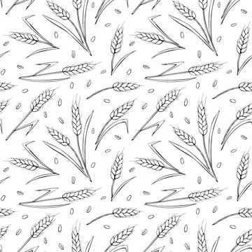 Wheat spikelets and grains, vector seamless pattern. Outline drawn in sketch  스톡 일러스트