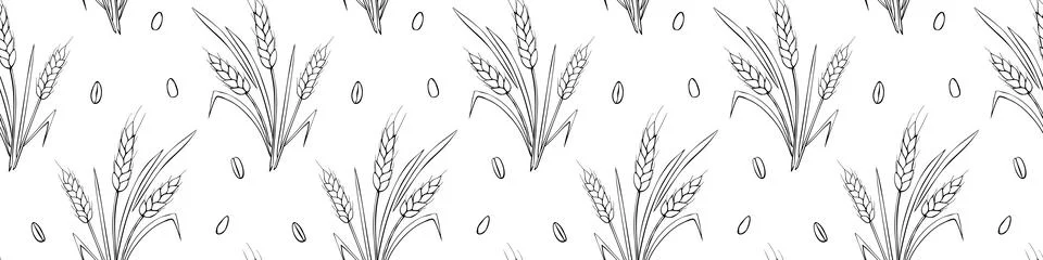 Wheat spikelets and grains, vector seamless pattern. Outline drawn in sketch  스톡 일러스트