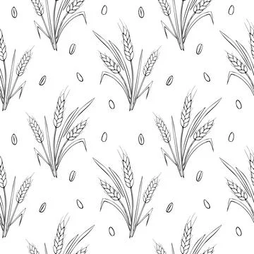 Wheat spikelets and grains, vector seamless pattern. Outline drawn in sketch  イラスト素材