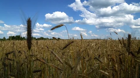 Wheat spikelets on the background of the cloudy sky Stock Footage 96194740