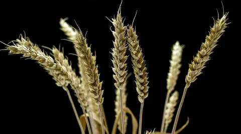 Wheat spikelets on a black background, spikelets pods. Stock Photos