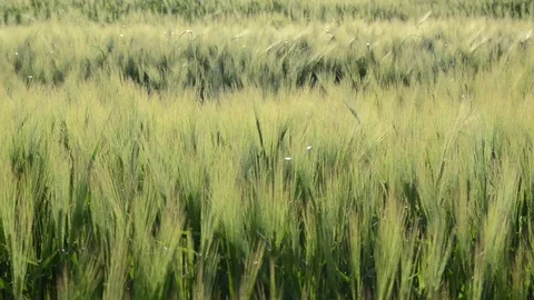 Wheat spikelets blowing in the wind. Ears of barley swaying. Agronomy Stock Footage 114650898
