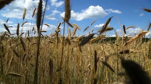 Wheat Spikelets on a Blue Sky Background Stock Footage 97496560