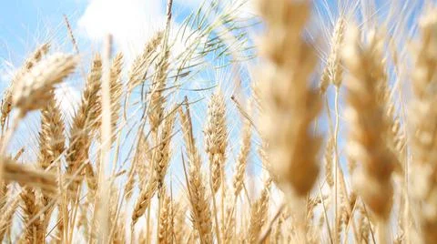 Wheat spikelets on a blue sky background Stock-Fotos