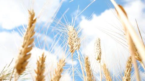 Wheat spikelets on a blue sky background Stock Photos