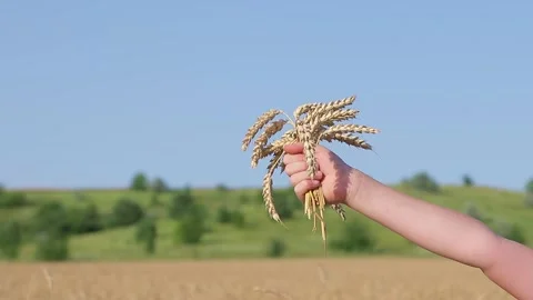 Wheat spikelets in a child's hand Video stock 157610085