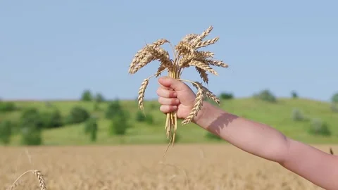Wheat spikelets in a child's hand Stock Footage 157610089