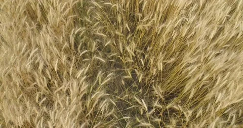Wheat spikelets close up. Flying over ripe spikelets of wheat. Wheat field Stock Footage 164327234