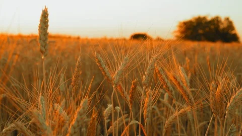 Wheat Spikelets, Close-Up, Swaying in the Wind in the Light of the Rising Sun Stock Footage 113258758
