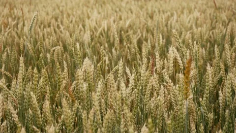 Wheat spikelets closeup 스톡 동영상 167423656