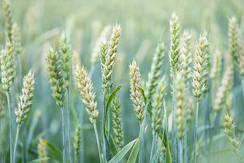 Wheat spikelets at farm field, close up. Young green ears of wheat crop plant Stock Photos