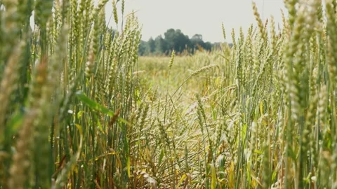 Wheat spikelets in a field 스톡 동영상 167423658