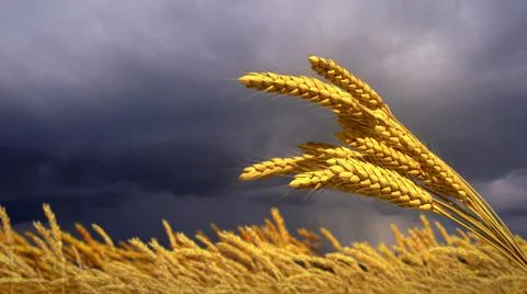 Wheat spikelets field with stormy clouds , cgi nature 3D rendering Stock Illustration