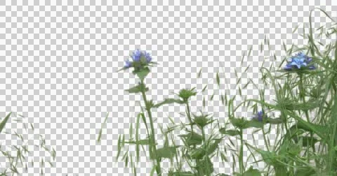 Wheat Spikelets Grass Green Plants Leaves Flowers Stock Footage 50988844