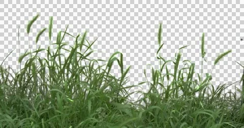 Wheat Spikelets Grass Green Plants Leaves Flowers Stock Footage 50989207