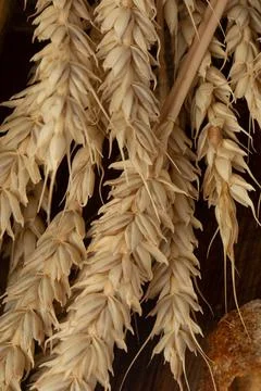 Wheat spikelets isolated on brown background. Wheat ears isolated. Package de Stock Photos