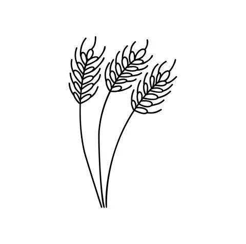 Wheat spikelets line icon. Wheat farm symbol autumn. Liner style. Vector 스톡 일러스트