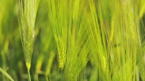 Wheat spikelets stir in the wind. Large field of young green wheat 動画素材 166919810