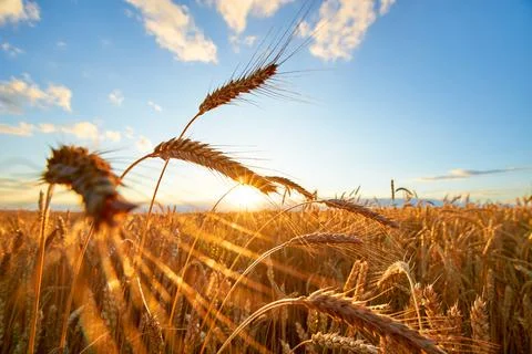 Wheat spikelets in the sunbeams Stock Photos