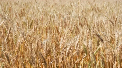 Wheat spikelets sway slowly in the field. Stock Footage 161908755