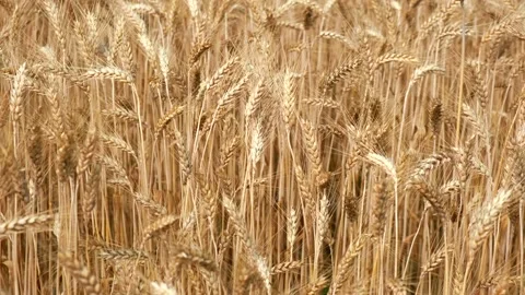 Wheat spikelets sway slowly in the field. close-up Stock Footage 161908864
