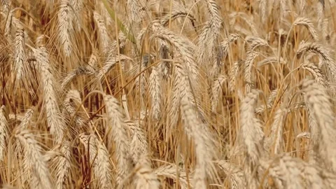 Wheat spikelets sway in the wind in a field under the sun's rays Stock Footage 158257475