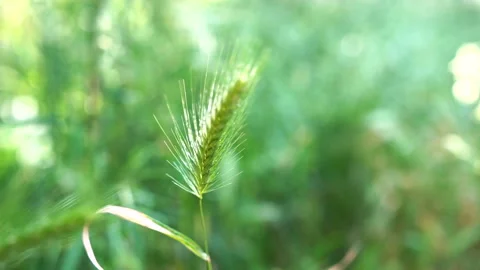 Wheat spikelets swaying in the wind. Wheat spikelets close-up. Stock Footage 91336598