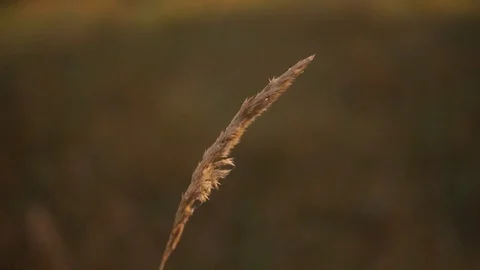 Wheat spikelets swaying in the wind. Wheat spikelets close-up Stock Footage 95571824