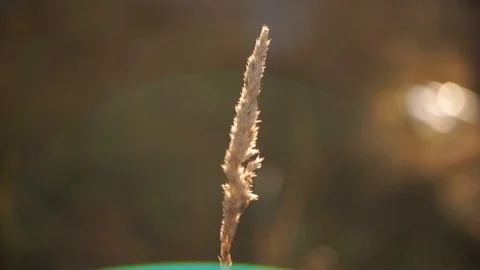 Wheat spikelets swaying in the wind. Wheat spikelets close-up Video stock 95571827