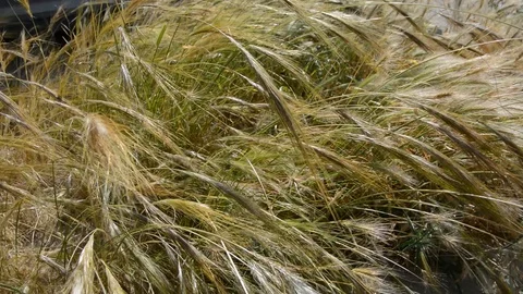 Wheat spikelets  swaying in the wind. Wheat spikelets close-up. Wind blowing at  Видео 129051775