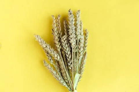 Wheat spikelets on yellow background, top view Stock Photos