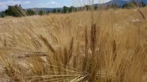 Wheat spikes blue sky on the field ripe yellow sky in summer Stock Footage 171691391