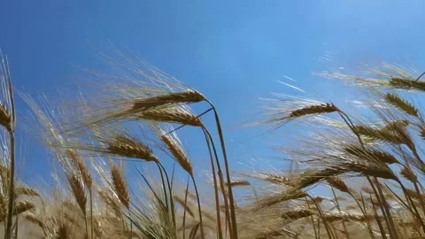 Wheat spikes blue sky on the field ripe yellow sky in summer Stock Footage 171691392