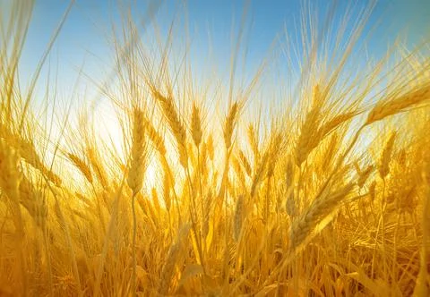 Wheat spikes in a field, dramatic wide angle shot against blue sky Stock Photos
