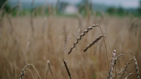 Wheat spikes in a field Video stock 130381851