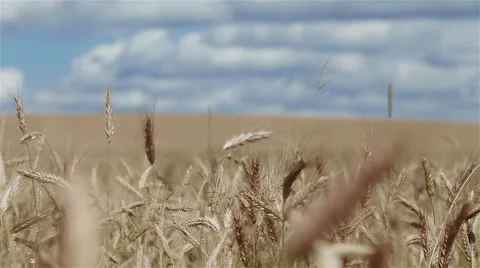 Wheat spikes in the field. Pan shot Stock Footage 54626121